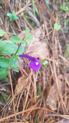 Scutellaria dumetorum