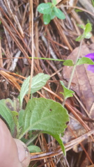 Scutellaria dumetorum