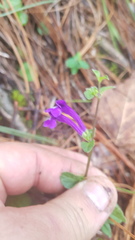Scutellaria dumetorum