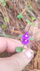 Scutellaria dumetorum