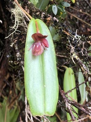 Pleurothallis bivalvis