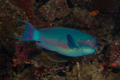 Chlorurus microrhinos