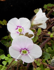 Veronica jovellanoides