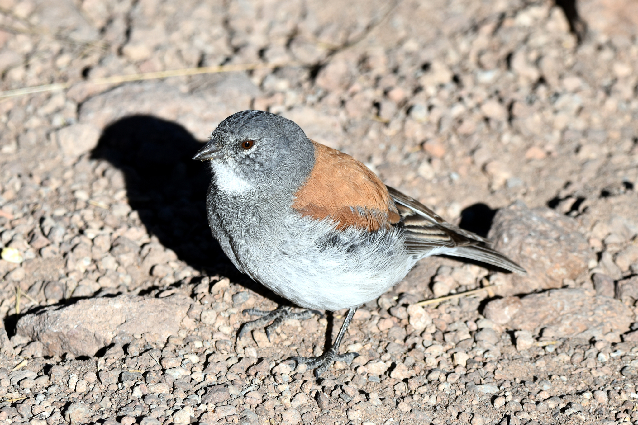 Red-backed Sierra Finch (Idiopsar dorsalis), photo 10