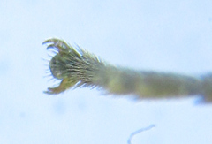 Euura hypoxantha