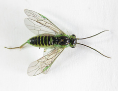 Euura hypoxantha