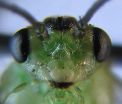 Euura hypoxantha