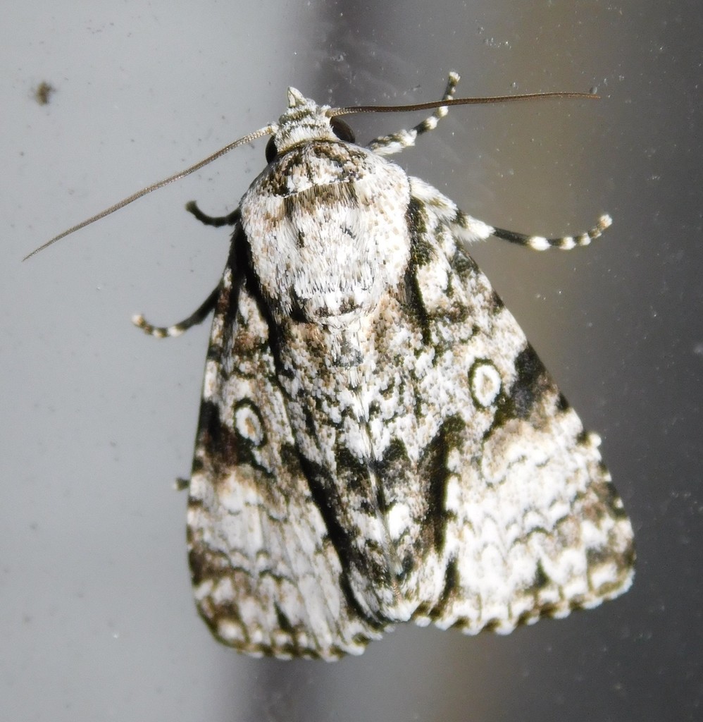 Megalonycta