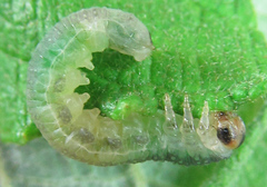Euura hypoxantha