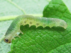 Euura hypoxantha