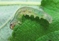 Euura hypoxantha