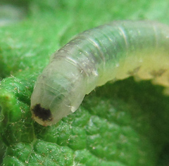 Euura hypoxantha