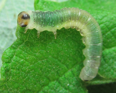 Euura hypoxantha