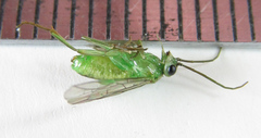 Euura hypoxantha