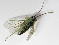 Euura hypoxantha