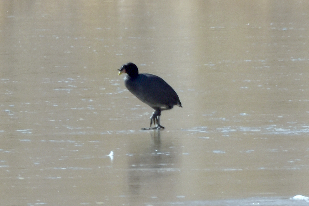 Horned Coot illustration
