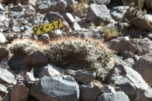 Maihueniopsis camachoi