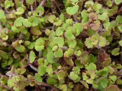 Veronica jovellanoides