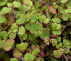Veronica jovellanoides