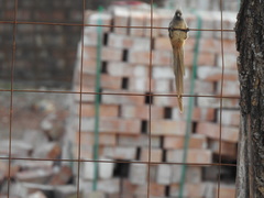 Colius striatus integralis