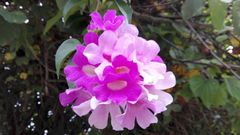Bignonieae