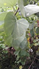 Bignonieae