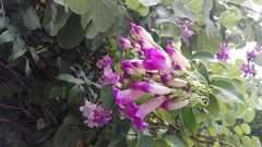Bignonieae