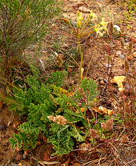 Pelargonium radulifolium