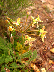 Pelargonium radulifolium
