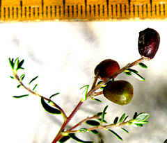 Phylica paniculata