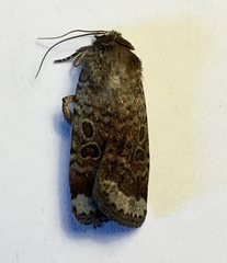 Abagrotis scopeops