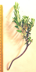 Phylica paniculata