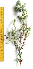Phylica paniculata