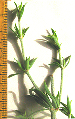 Pollichia campestris