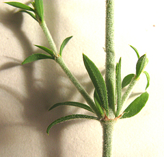 Pollichia campestris