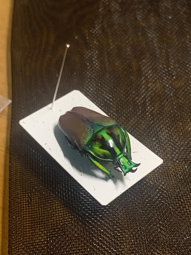 Taurhina polychrous