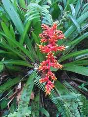 Guzmania multiflora