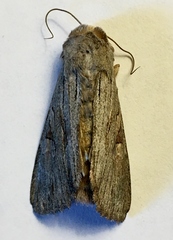 Apamea acera