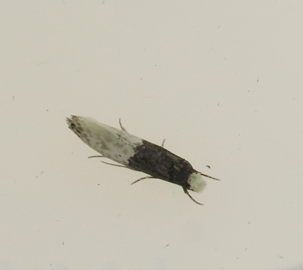Trichophaga scandinaviella