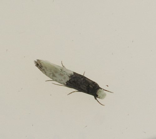Trichophaga scandinaviella