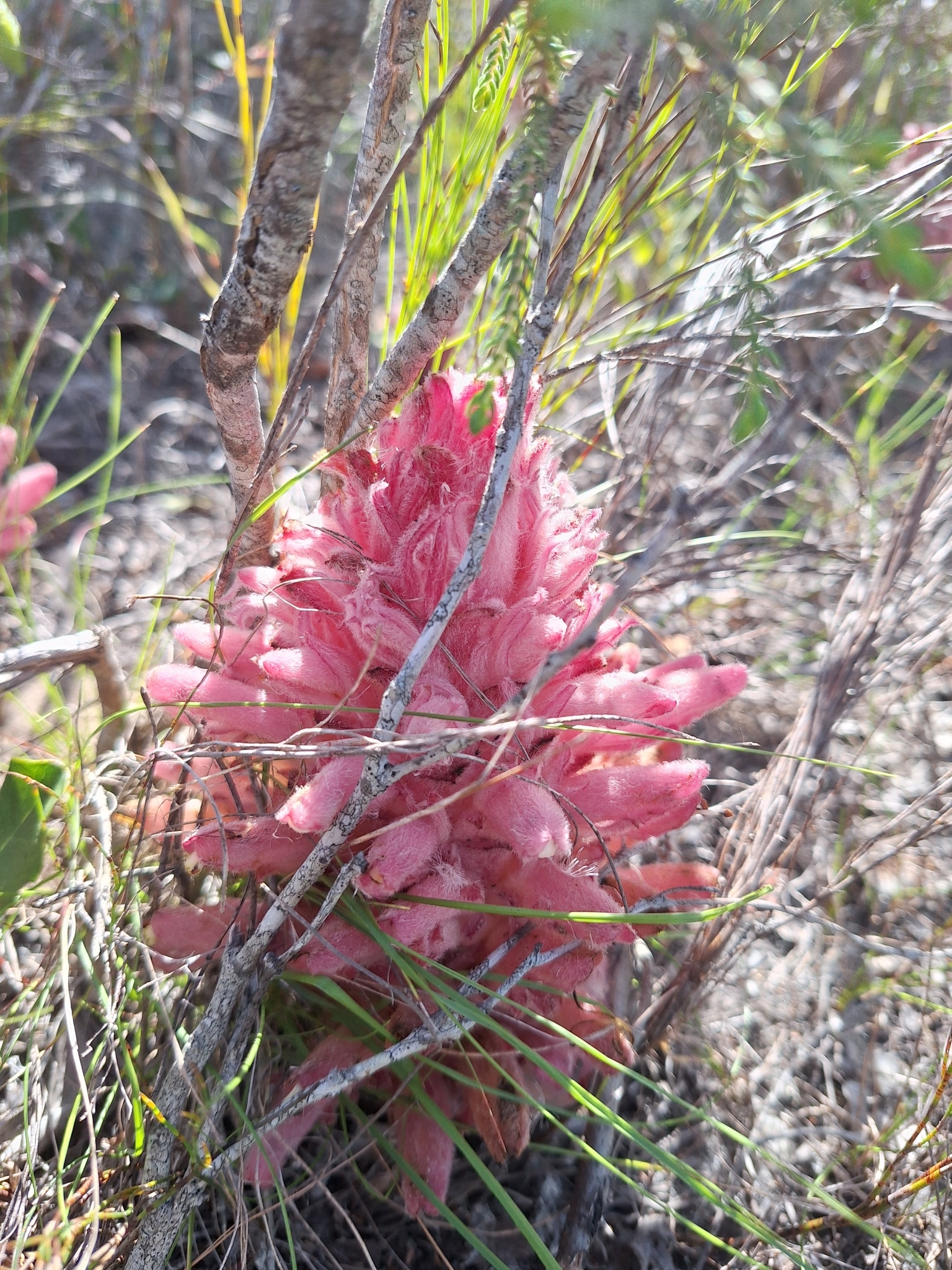 Garden Route Catsnails (Hyobanche robusta)