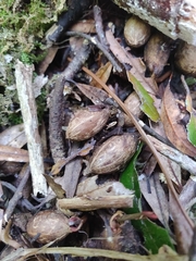 Beilschmiedia tawa