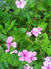 Catharanthus roseus image