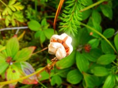 Fritillaria camschatcensis