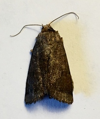 Abagrotis placida