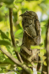 Nyctibius jamaicensis