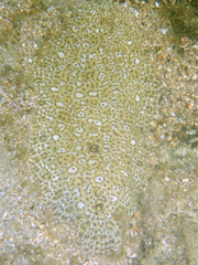 Pardachirus marmoratus