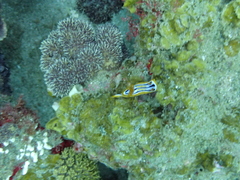 Chromodoris celinae