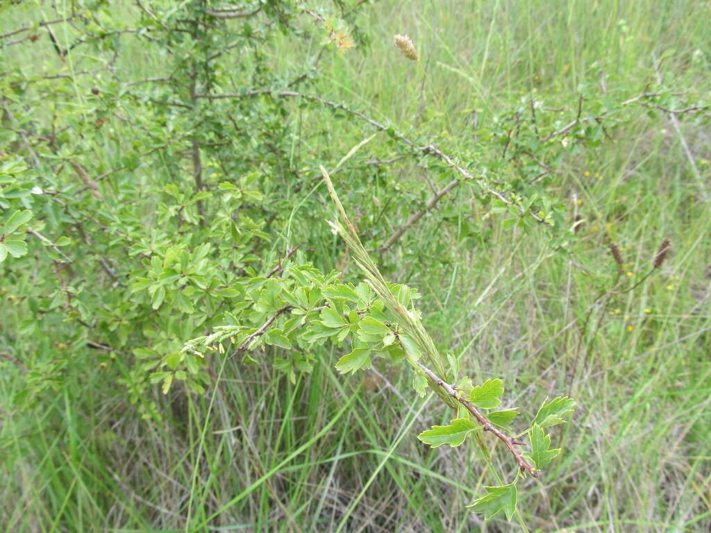 Brachypodium phoenicoides; photograph (c) zebedeugalinha, some rights reserved (CC BY)