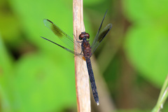 Erythrodiplax umbrata